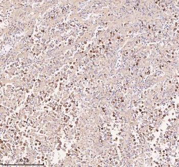 IRS4 Antibody