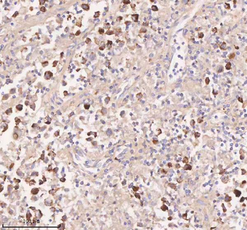 IRS4 Antibody
