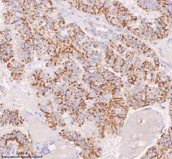 IRS4 Antibody