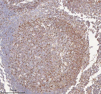 IRS4 Antibody
