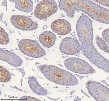 IRS4 Antibody