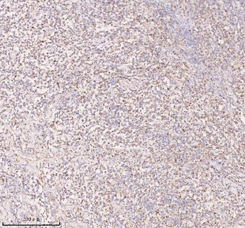 IRS4 Antibody