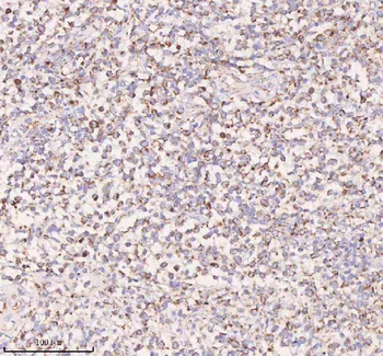IRS4 Antibody