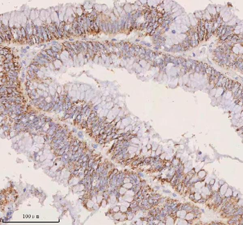 IRS4 Antibody