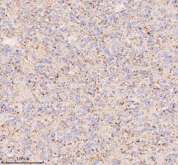 IRS4 Antibody