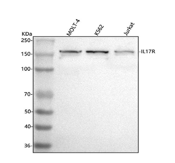CD127/IL7R Antibody
