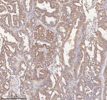 HSPA1L Antibody