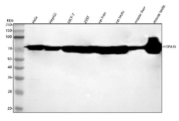 HSPA1L Antibody