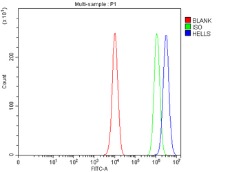 HELLS Rabbit Polyclonal Antibody