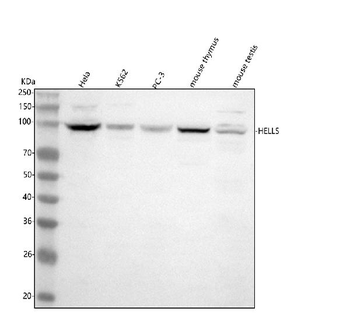 HELLS Rabbit Polyclonal Antibody