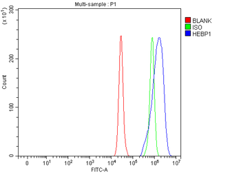 HEBP1 Rabbit Polyclonal Antibody