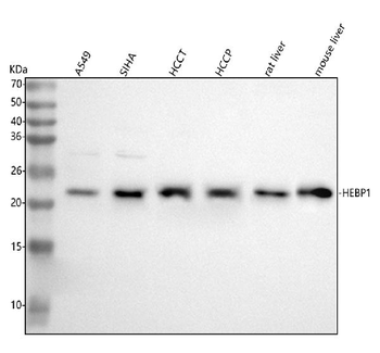 HEBP1 Rabbit Polyclonal Antibody