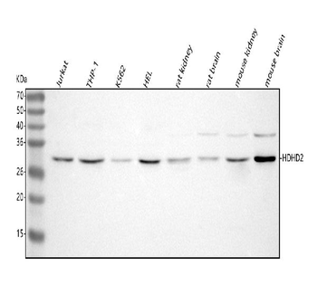 HDHD2 Antibody