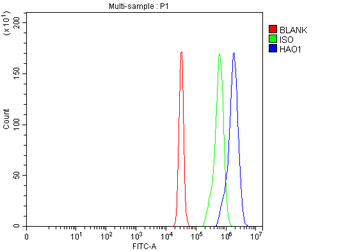 HAO1 Rabbit Polyclonal Antibody