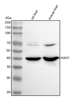HAO1 Rabbit Polyclonal Antibody