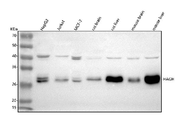 HAGH Antibody