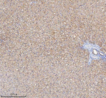 HADH Antibody