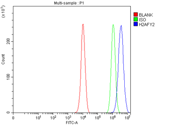 H2AFY2/MACROH2A2 Rabbit Polyclonal Antibody