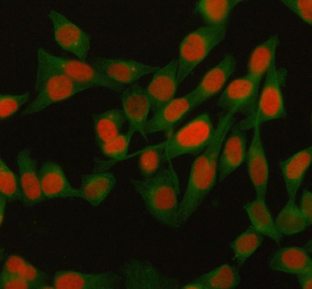 H2AFY/MACROH2A1 Antibody