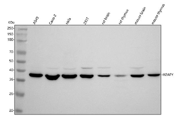 H2AFY/MACROH2A1 Antibody