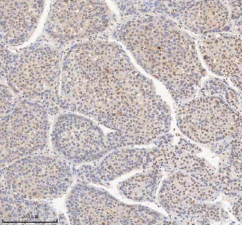 H2AFY/MACROH2A1 Antibody