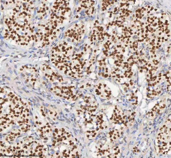 H2AFY/MACROH2A1 Antibody