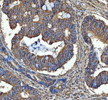 SEC61G Rabbit Polyclonal Antibody