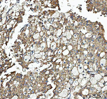 SEC61G Rabbit Polyclonal Antibody
