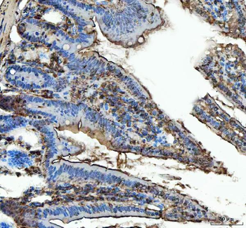 SEC61G Rabbit Polyclonal Antibody