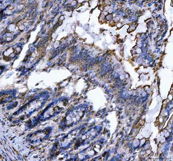 SEC61G Rabbit Polyclonal Antibody