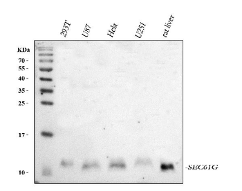 SEC61G Rabbit Polyclonal Antibody