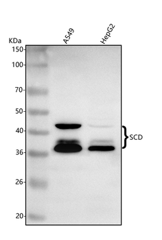 SCD Rabbit Polyclonal Antibody