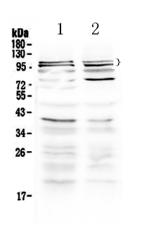 TRPC3 Rabbit Polyclonal Antibody