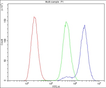 BDNF Rabbit Polyclonal Antibody