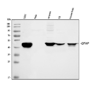GFAP Antibody