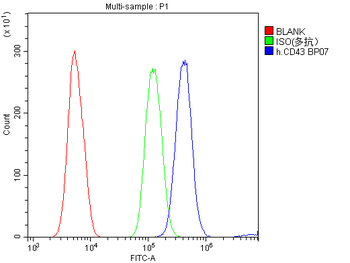 CD43/SPN Antibody