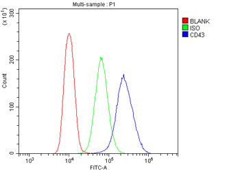 CD43/SPN Antibody