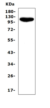 CD43/SPN Antibody