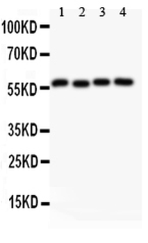 Cyclin B1/CCNB1 Antibody