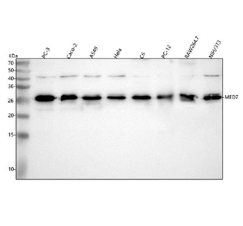 MED7 Rabbit Polyclonal Antibody