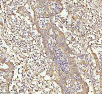NDUFA9 Antibody