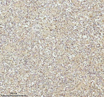 NDUFA9 Antibody