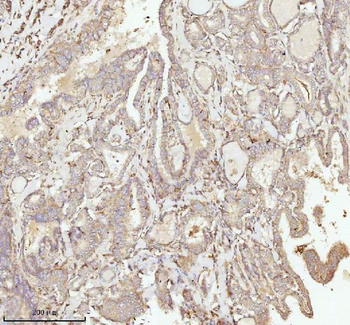 NDUFA9 Antibody