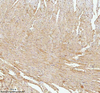 NDUFA9 Antibody