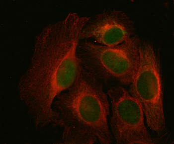NDUFA9 Antibody