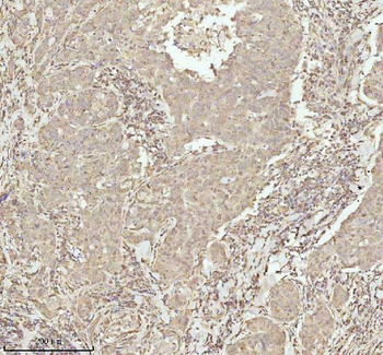 NDUFA9 Antibody