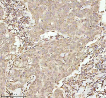 NDUFA9 Antibody