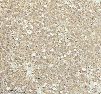 NDUFA9 Antibody