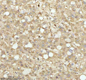 NDUFA9 Antibody
