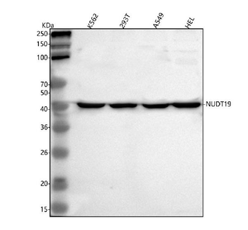NUDT19 Rabbit Polyclonal Antibody